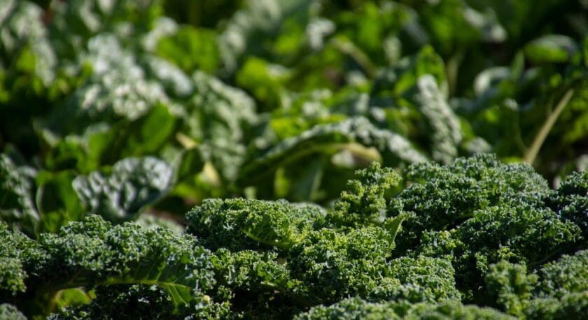 Curly kale leaves growing densely in a garden, with a rich green color and textured, ruffled edges. The background shows more leafy greens slightly out of focus.