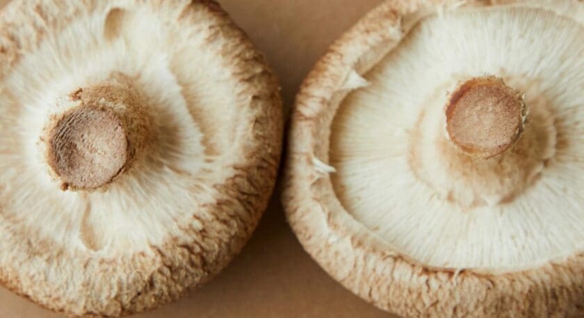 Two shiitake mushrooms viewed from the underside, showing their light brown gills and stems, placed on a brown surface.