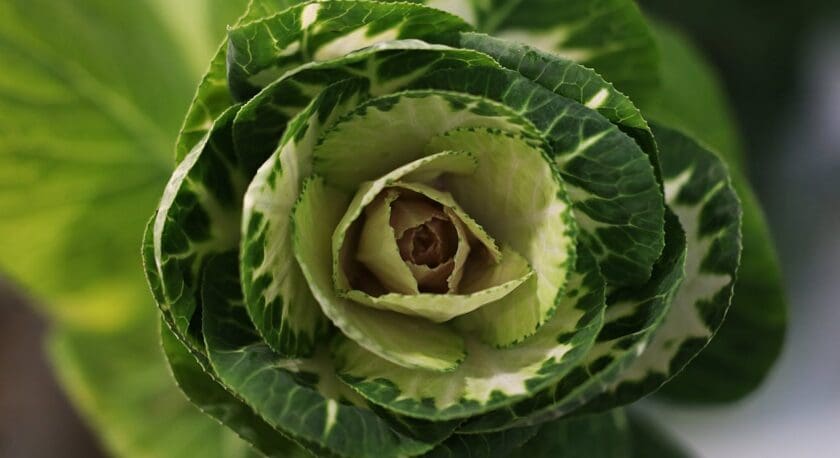 Close-up of a leafy green cabbage with variegated leaves showing shades of dark green and light green with white edges, arranged in a rosette pattern.