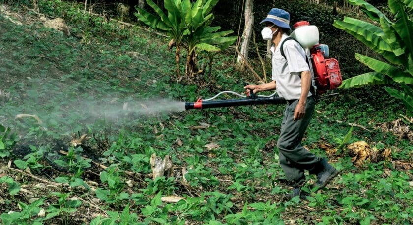 A person wearing a blue hat, white shirt, dark pants, boots, and a face mask is spraying plants in a green field using a backpack sprayer with a red and white tank. The background includes banana plants and trees.